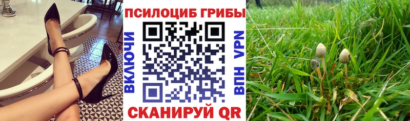 Купить  Лыткарино  Галлюциногенные грибы Psilocybine cubensis 